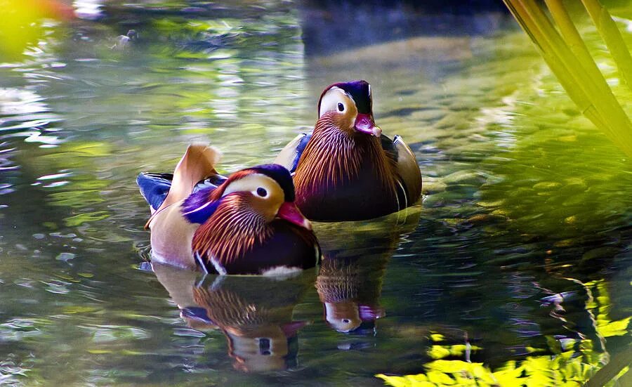 Уточка мандаринка самка. Утки мандаринки на телефон. Уточки-мандаринки 2. Утка мандаринка самец. Утки мандаринки на телефон.