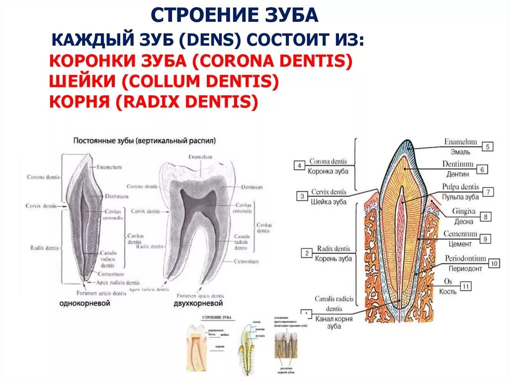 Строение зуба человека схема анатомия. Анатомо функциональное строение коронок зубов. Зарисовать схему строения зуба. Схема внутреннего строения зуба.