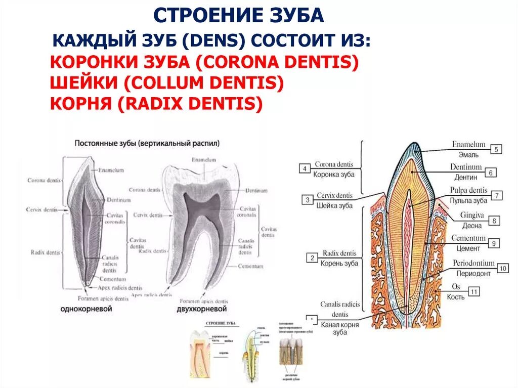 Последовательность расположения отделов зуба снаружи внутрь Презентация "Пищеварение" (8 класс) по биологии скачать проект