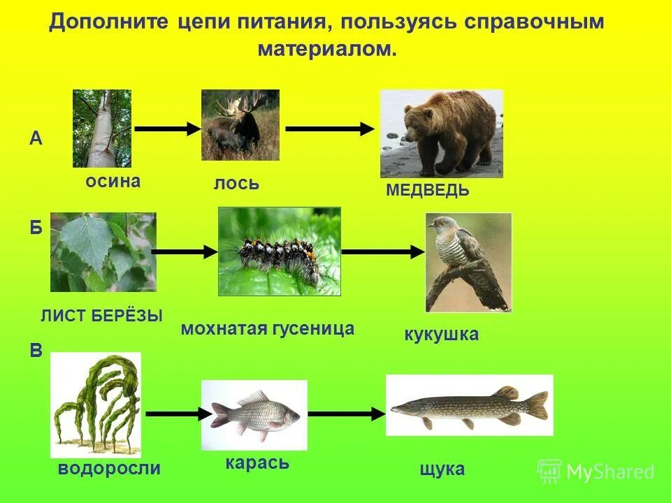 Составьте схемы цепей питания в лесном сообществе. Пищевые цепочки 6 класс биология. схема пищевой цепочки 5 класс биология. цепи питания цепи питания цепи питания. пищевые цепочки 5 класс биология.