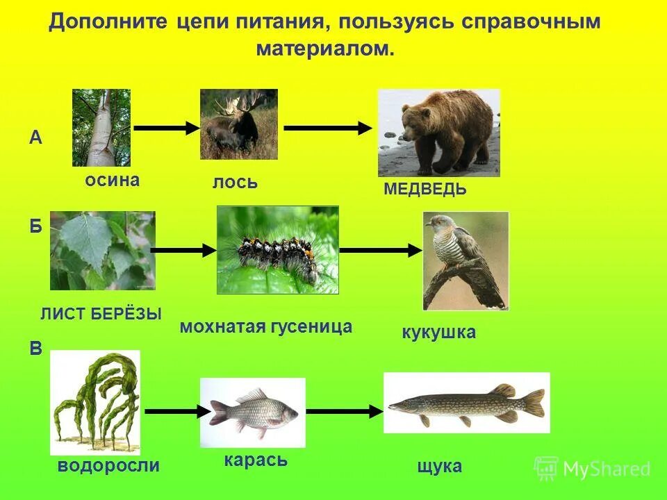 Составить цепи питания окружающий мир. Пищевые Цепочки 5 класс биология. Цепи питания 5 кл биология. Цепочка питания 5 класс биология. Пищевые Цепочки 6 класс биология.