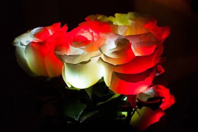 Светящиеся букеты фото. Светящиеся букеты. Светящиеся цветы в темноте. Букет красивых цветов светящиеся. Красивые светящиеся розы и букеты.
