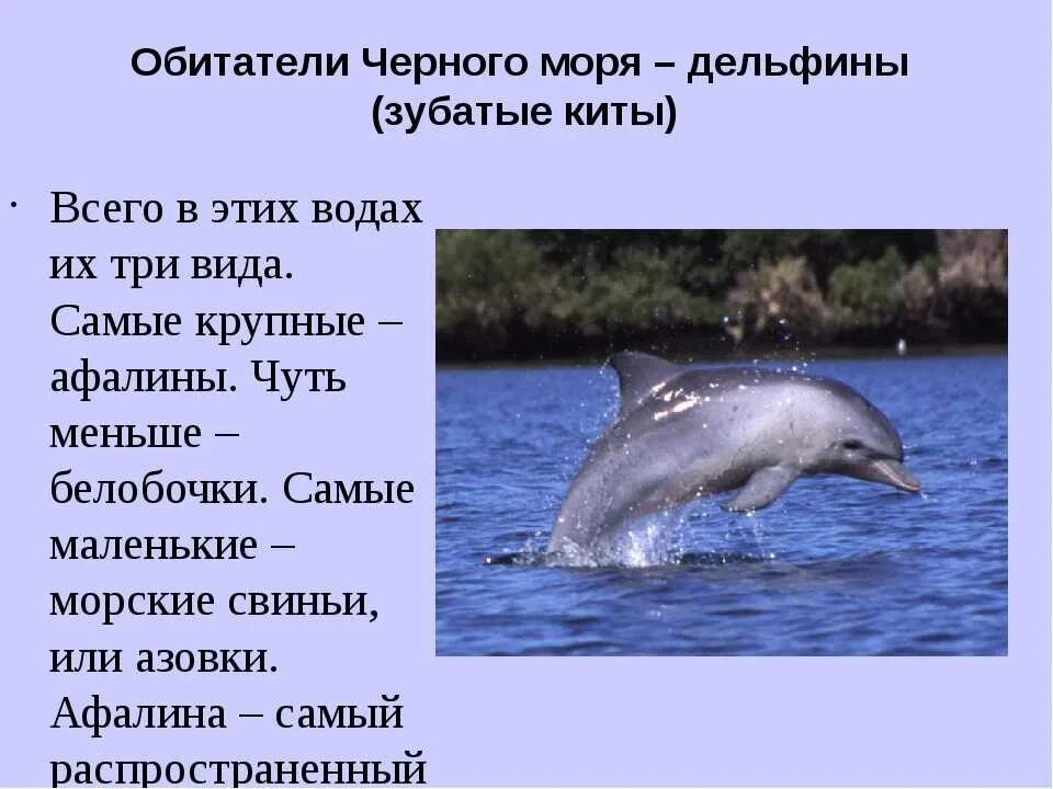 Звери расскажи что моря не