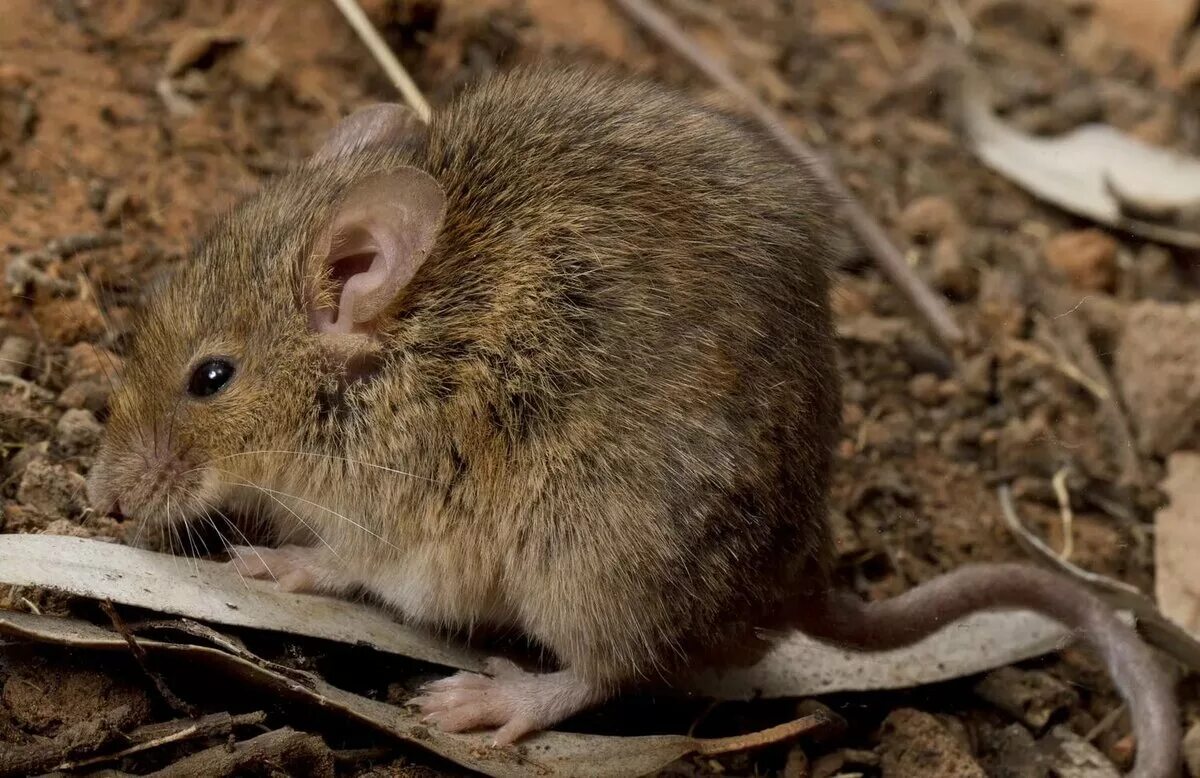 Домовая мышь млекопитающее длина. Mus musculus домовая мышь. Мышь домовая (mus musculus l.. Домовой мышь (mus musculus l., 1758). Мышь домовая серая.