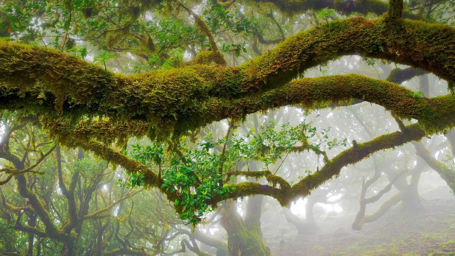 Ветвь туманного дерева. Лавровое дерево Мадейра. Одуванчиковое дерево Мадейра. Извилистое дерево. Экосистема тропического леса.