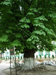 Дерева киев