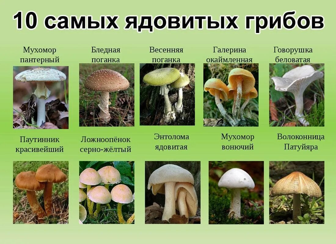 Про самого ядовитого