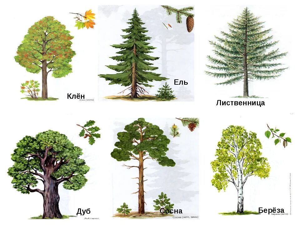 Хвойные деревья и лиственные деревья. Окружающий мир деревья. Лиственные деревья названия. Лиственные деревья для детей названия.