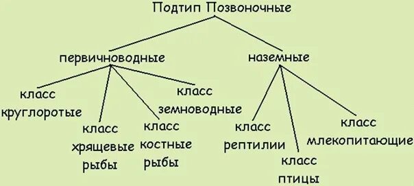 Подтип позвоночные классификация. Тип Хордовые классификация схема. Схема классификации подтипа позвоночные. Классификация позвоночных животных схема. Относится ли человек к хордовым