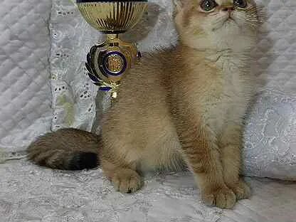 Британская золотая шиншилла авито