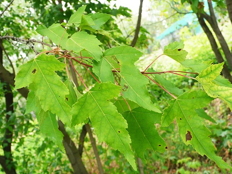 Acer tataricum - Image of an specimen - Plantarium