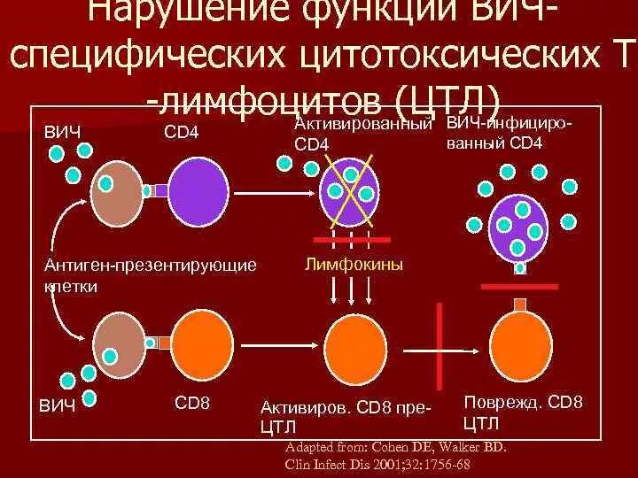 Цитотоксические т лимфоциты cd8. Cd3+ cd8+ (т-цитотоксические лимфоциты). Cd4 лимфоциты функции. Второе название cd4+ т-лимфоцитов:. Антигены вируса иммунодефицита человека