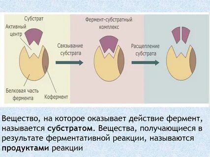 Ферментативная пища