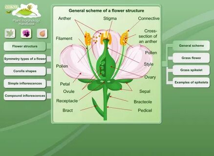 Plant biology