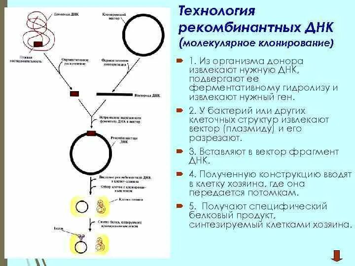 Донор днк. Схема клонирования рекомбинантной ДНК. Общая схема молекулярного клонирования. Клонирование бактерий схема. Молекулярное клонирование схема.