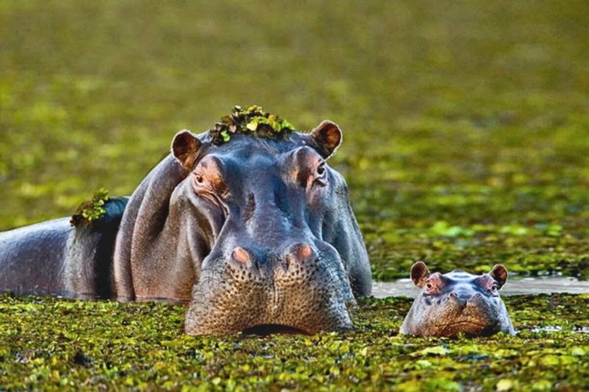 Hippopotamus amphibius. Обыкновенный Бегемот. Удивительный мир животных. Бегемот в природе.