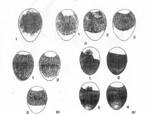 Как узнать есть ли в яйце зародыш. Овоскопирование гусиных яиц. Овоскопирование мускусной утки. Яйцо 20 день инкубации овоскопирование. Овоскопирование куриных яиц на 18 день инкубации.