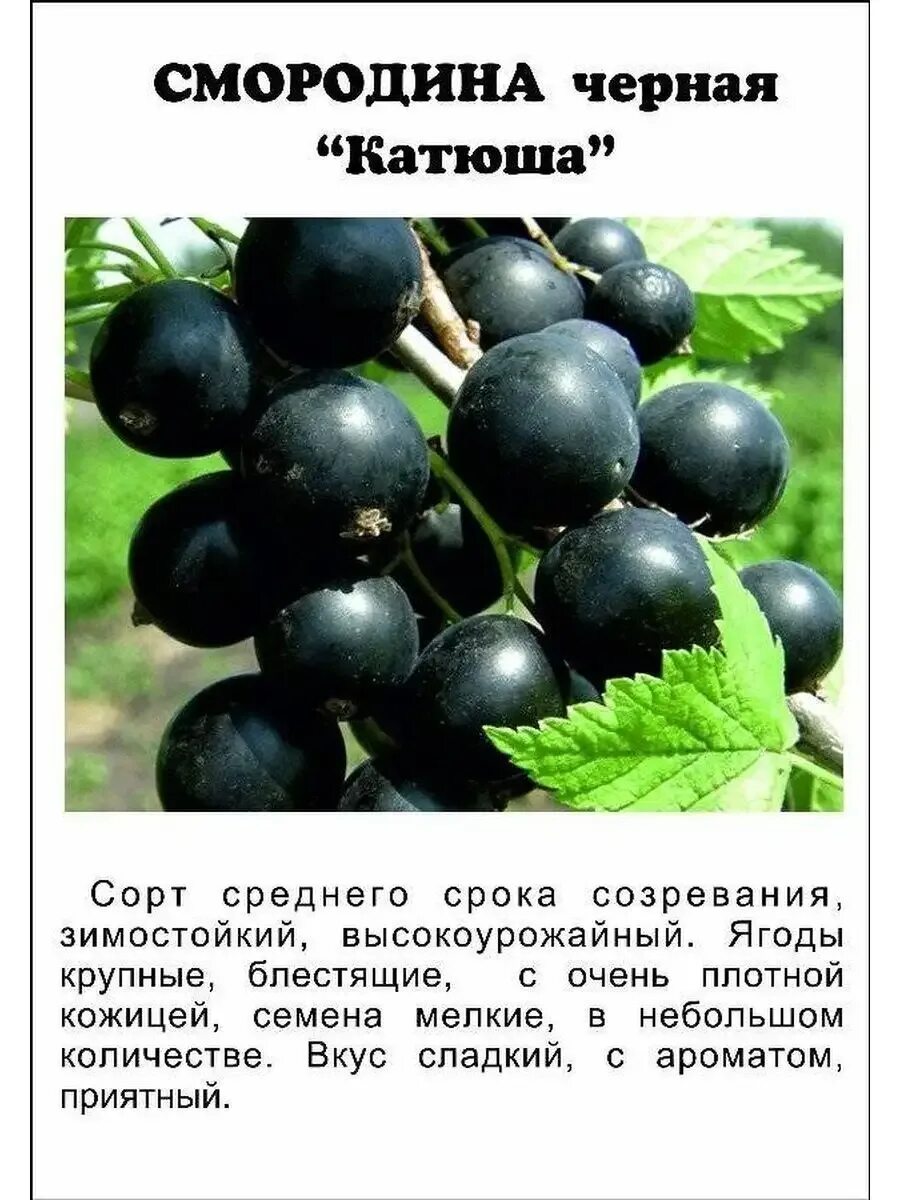 Какой размер смородины. Какой размер смородины