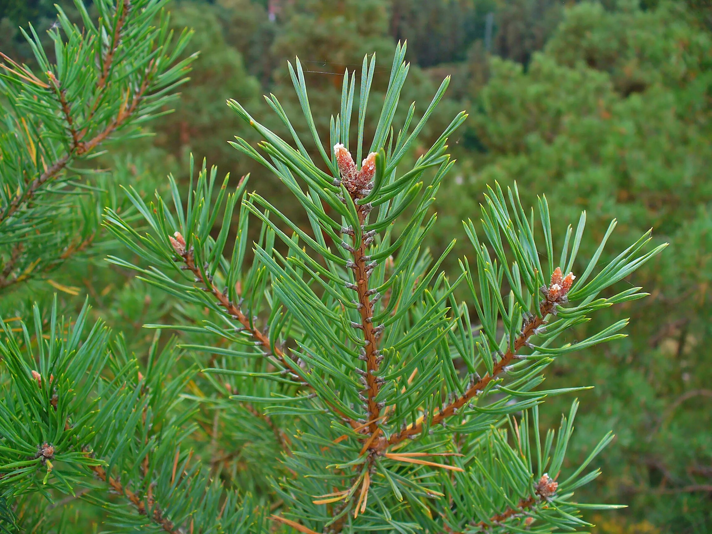 Обычная хвойная. Сосна Pinus Sylvestris. Сосна Шотландская "Scots Pine". Сосна обыкновенная Пинус. Сосна обыкновенная (Pínus Sylvestris).