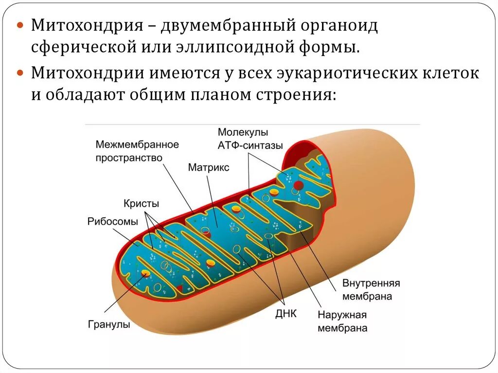 Митохондрии энергетические станции клетки. Схема строения митохондрии. Митохондрии на схеме клетки. Строение митохондрии. Строение митохондрии клетки.