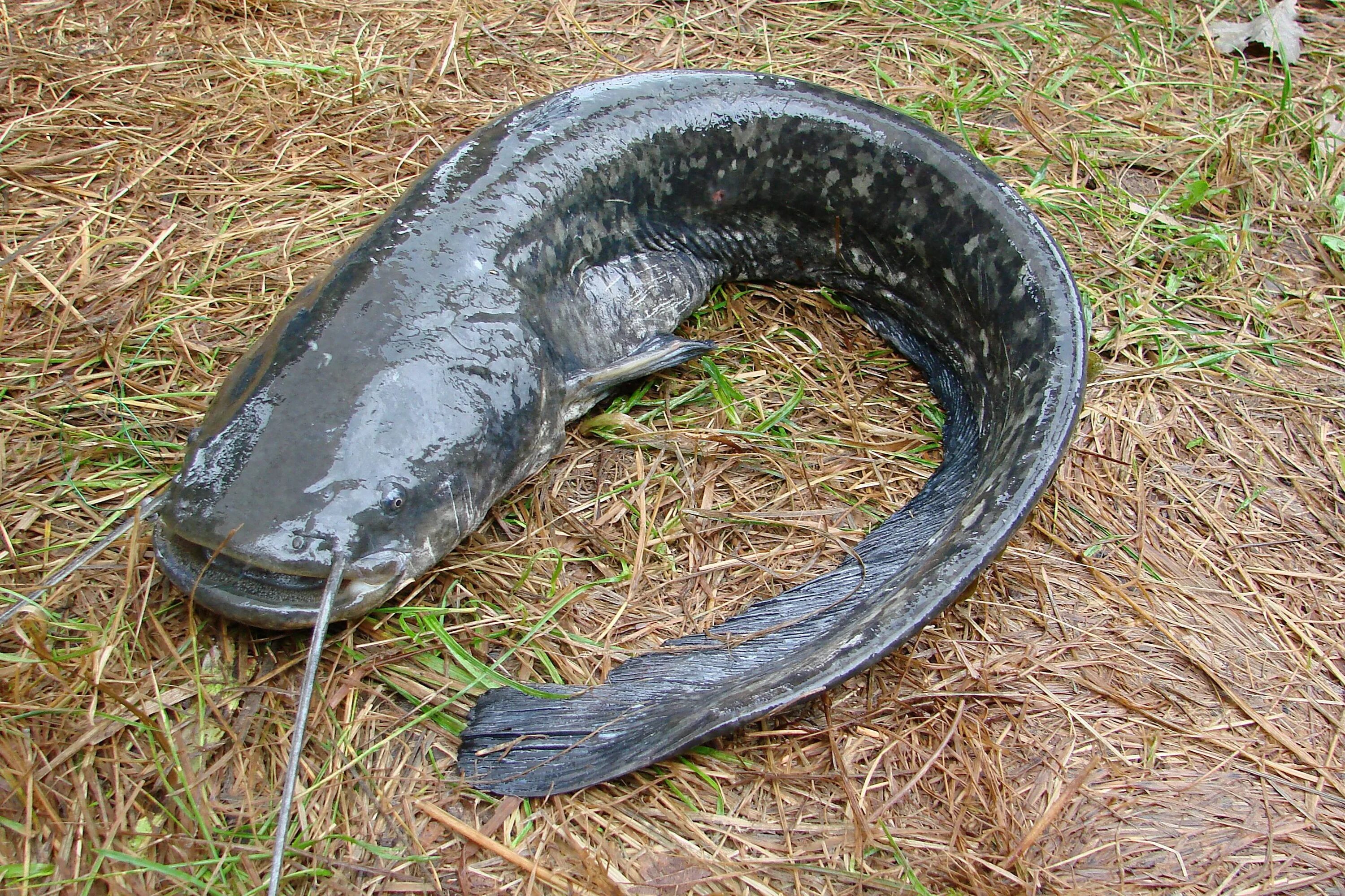 Наханг. Silurus GLANIS рыба. Рыба сомик Речной. Сибирский сом. Сом Озерный.