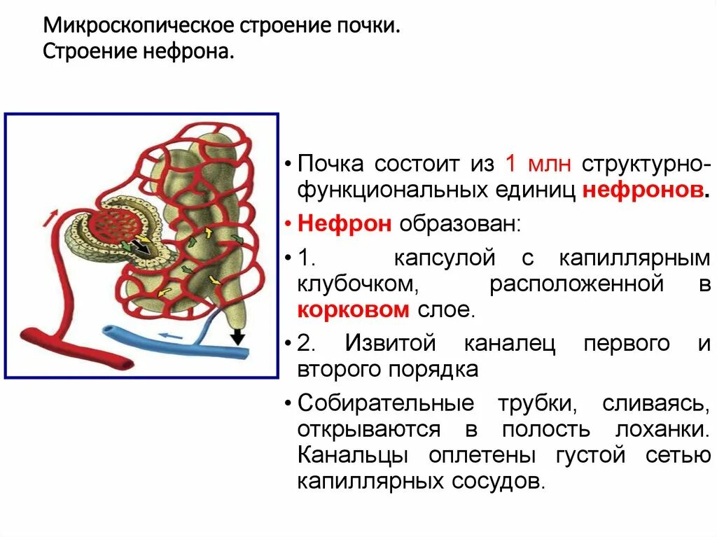 Микроскопическое строение почки анатомия. Микроскопическое строение почки нефрон. Микро строение нефрона анатомия. М кроскопическое строение почки. Установите соответствие между характеристикой и частью нефрона