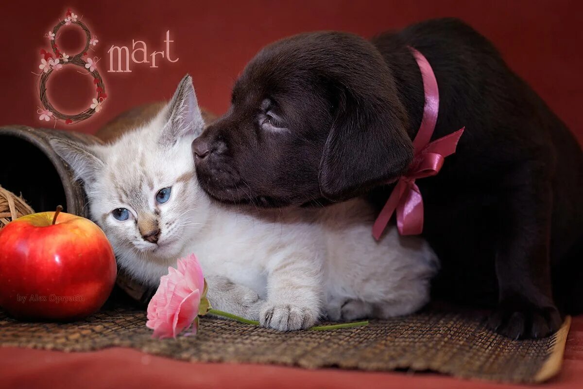 Цветы любимому котенку. Собачки и кошечки. Картинки кошек и собак. Красивые собаки и кошки.