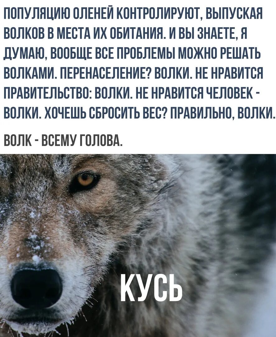 Интересное о волках. Самое интересное о волке. Волк самые интересные факты. Факты про Волков.