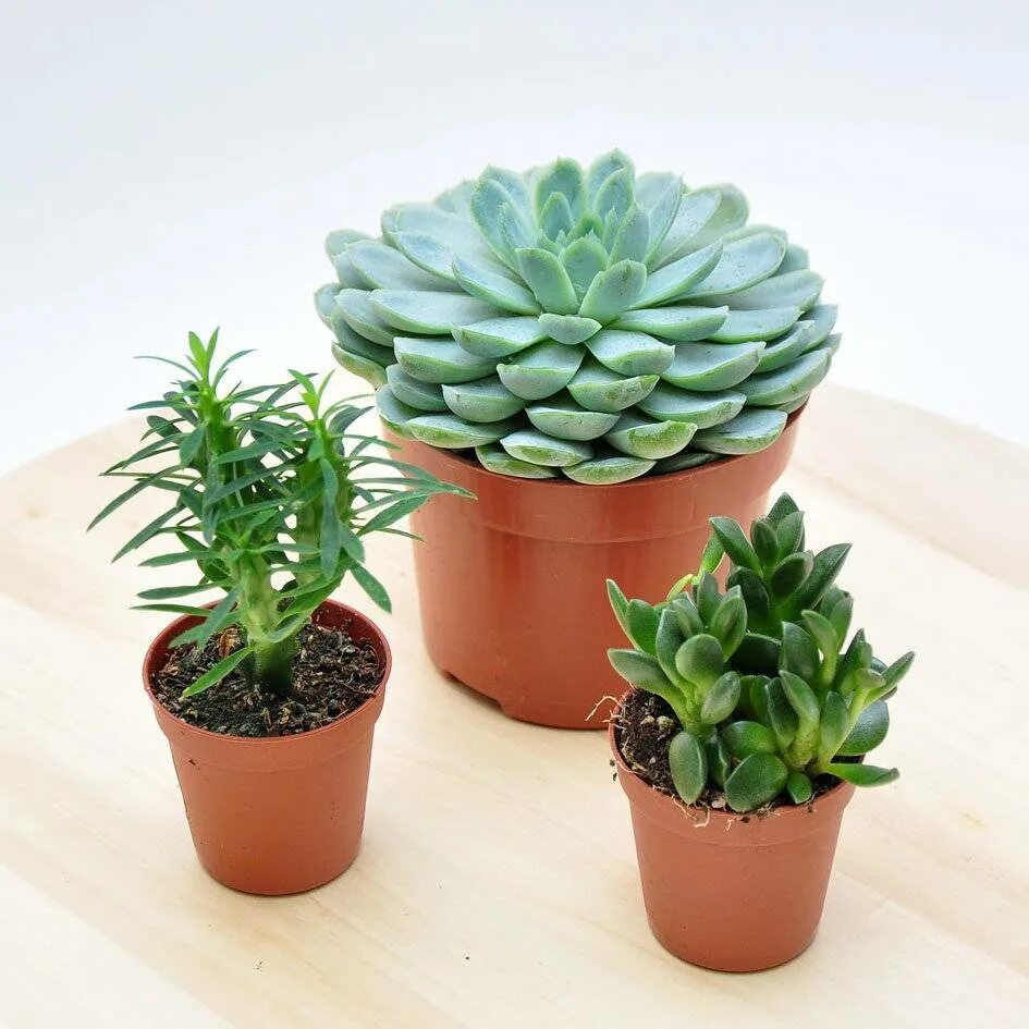 Tips for Growing Healthy Succulents - Needles + Leaves Plante succulente, Cactus