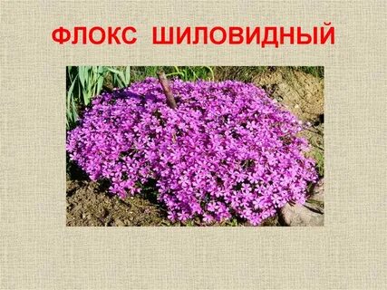 Флокс шиловидный семена
