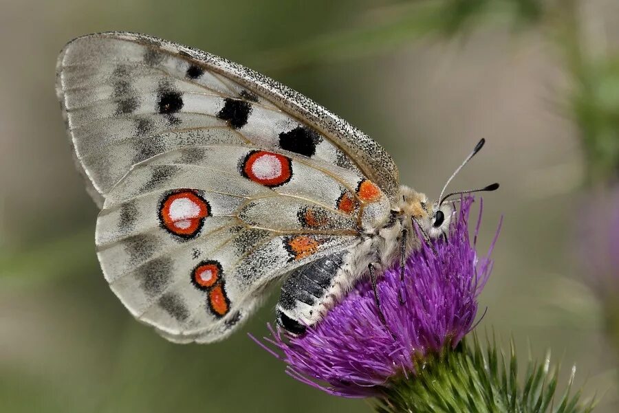 классификация бабочек. парусник антимах бабочка. животные членистоногие насекомые чешуекрылые. животные членистоногие насекомые чешуекрылые. животные членистоногие насекомые чешуекрылые.