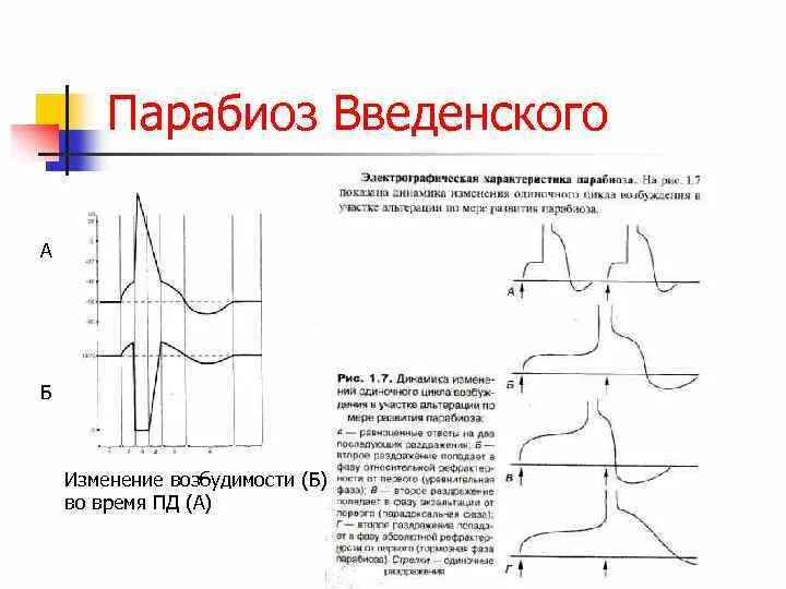 Фазы парабиоза. Фазы парабиоза