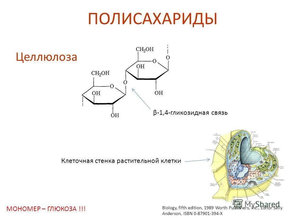 Целлюлоза вода глюкоза. Глюкоза это полисахарид. Целлюлоза гликозидная связь. Альфа 1 4 гликозидная связь. Бета 1 4 гликозидная связь.