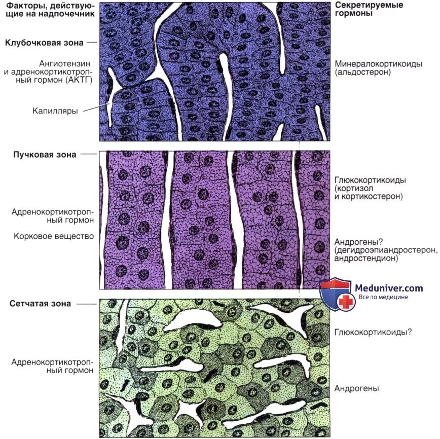 Слои клеток головного мозга. Клубочковая зона надпочечников гистология. Корковое вещество гистология. Гистологическое строение коркового вещества надпочечников. Мозговое вещество надпочечников гистология.