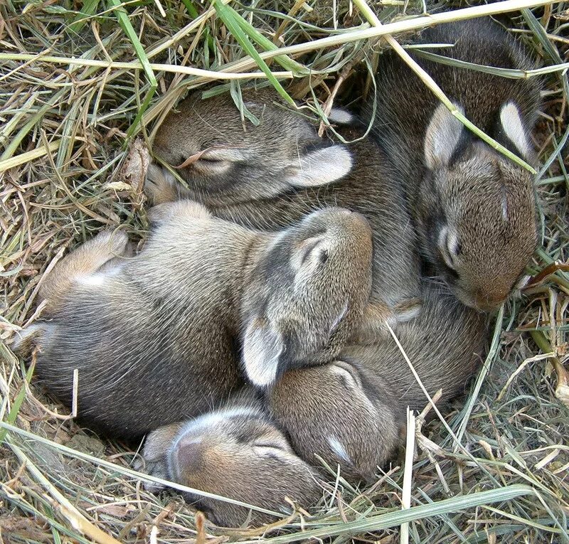 Заяц Русак Детеныши. Заяц Русак с потомством. Sylvilagus Cunicularius. Размножение зайцеобразных.