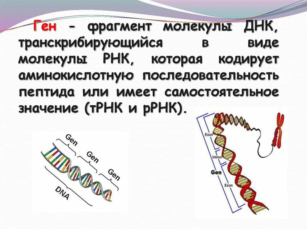 Ген это фрагмент молекулы. РНК кодирующие гены. Ген это участок молекулы ДНК. Фрагмент молекулы ДНК. Ген это часть молекулы.