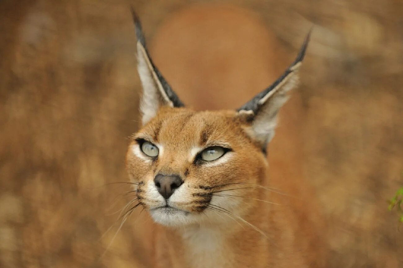 кошачьи с кисточками. каракал каракал. каракал нефертити. каракал фото. кот породы каракал.