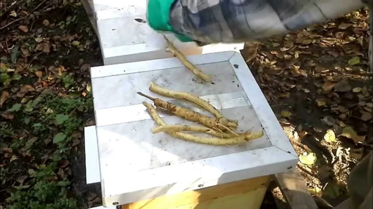 Когда обрабатывать пчел от клеща. Клещ в улье пчёл. клещи в ульях. уловитель клеща для пчёл. клещ варроа на дне улья.