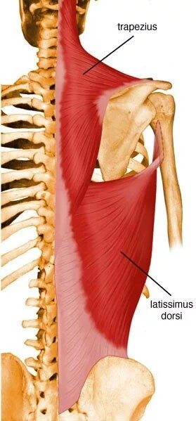 Latissimus dorsi. Latissimus dorsi. Latissimus dorsi (lats). Latissimus dorsi. Latissimus dorsi.