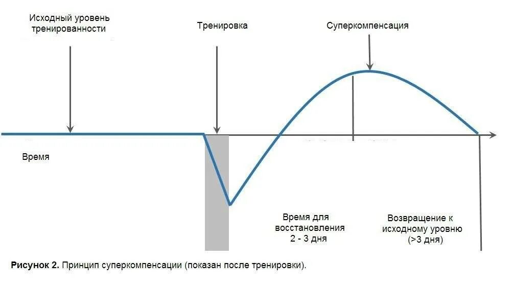Процесс восстановления мышц. Фазы восстановления суперкомпенсация. суперкомпенсация мышц. тренировка суперкомпенсация. график восстановления мышц.