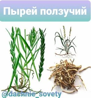 Пырей ползучий признаки
