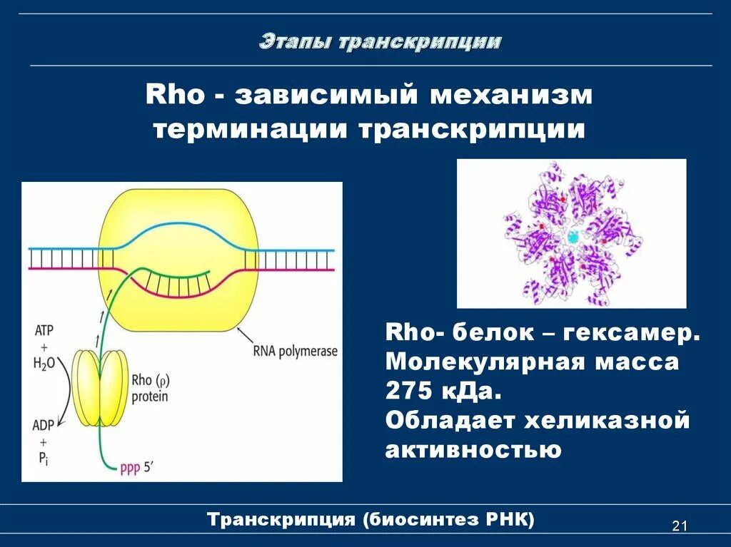 Механизмы терминации транскрипции. Транскрипция РНК этапы биохимия. Молекулярный механизм транскрипции биохимия. Биосинтез РНК транскрипция этапы. Белковая рнк