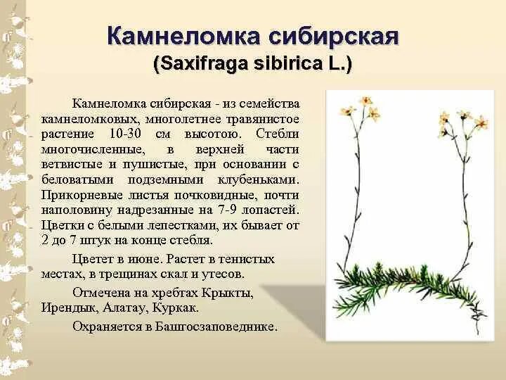 Камнеломка цветок описание. Камнеломка Сибирская. Камнеломка Сибирская Saxifraga. 41. Камнеломка метельчатая. Камнеломка красная книга.