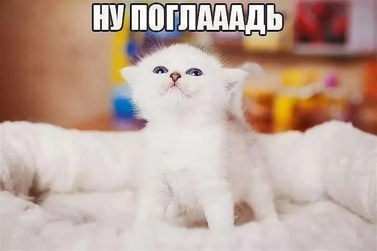 Мемы про котят. Милые котики с надписями. Милый котик Мем. Милые котята с надписями. Мемы с котятами.