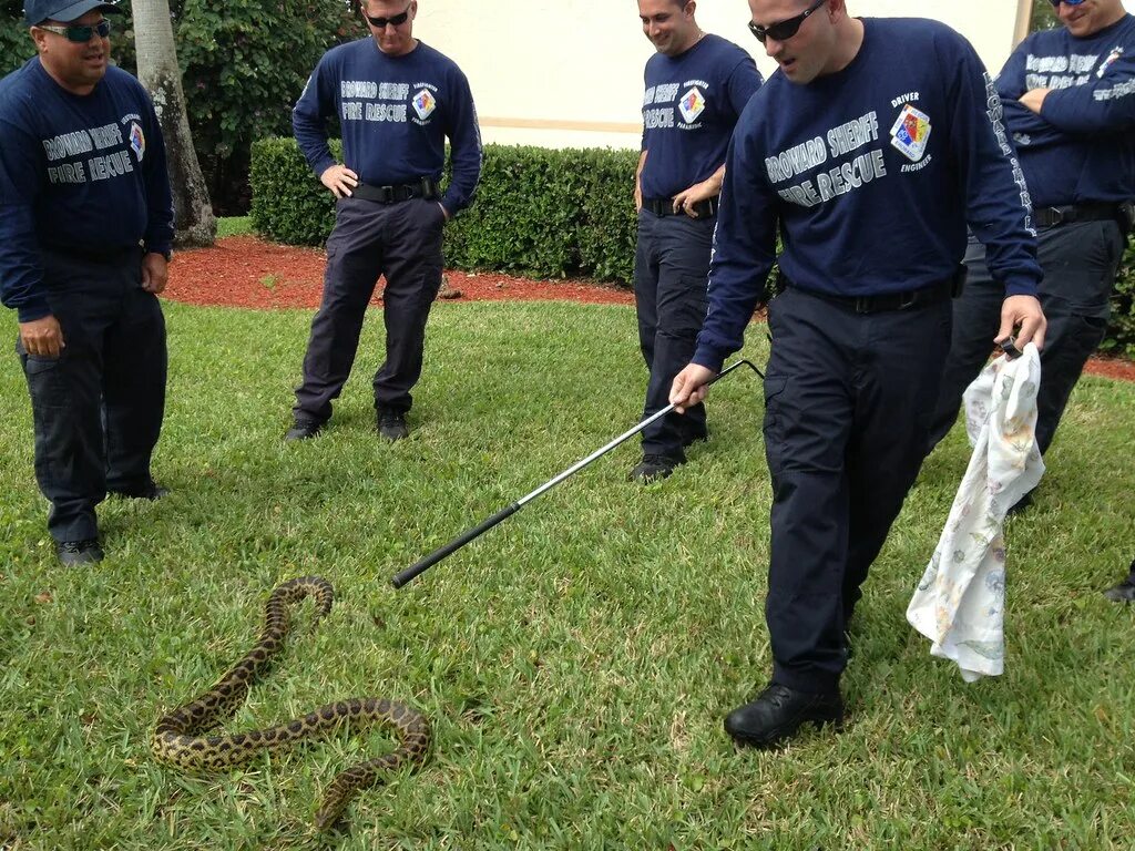 Змеи Флориды. Специалисты по ловле змей. Защита от змей дома. Пожарные МЧС ловят гадюк. Змее лов