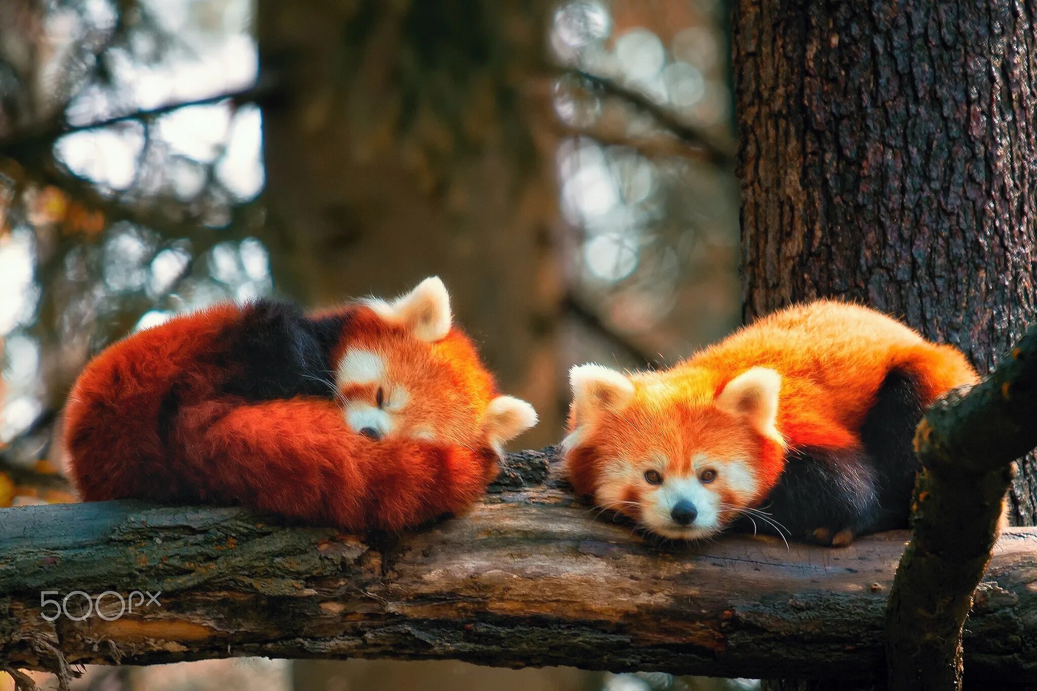 2 красивых животных