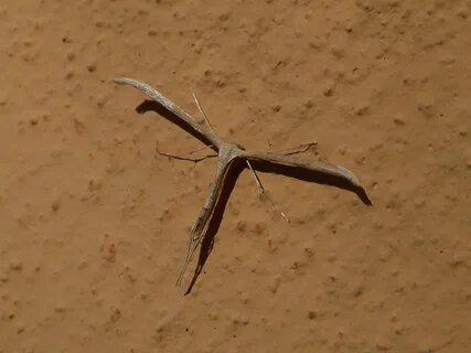 Emmelina monodactyla