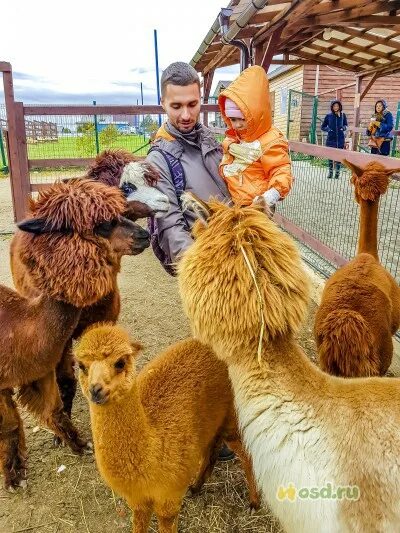 Альпаки в дмитровском районе. ЭКОФЕРМА альпаки. Ферма альпак Дмитровский район. Походкино Дмитровский район альпаки. Деревня Походкино альпаки.