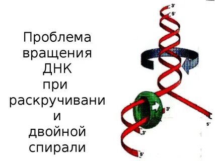 Сколько витков имеет участок двойной спирали