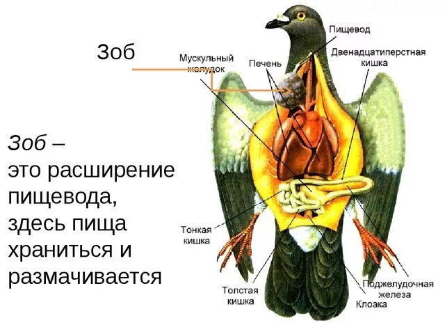 Хорошо развитые органы у птиц